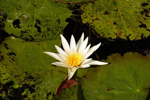 close up of white water lily flower in pond - Zdjęcie, obraz