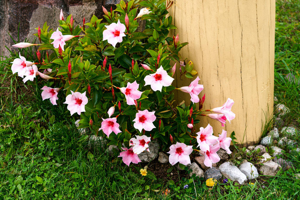 Cloche de Mandeville, fleur en entonnoir en plein air dans le jardin en été - Photo, image