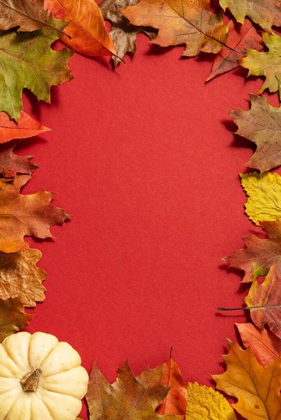 Marco de fondo rojo de acción de gracias con calabazas decorativas. Bodegón de otoño. Halloween vacaciones. - Foto, Imagen
