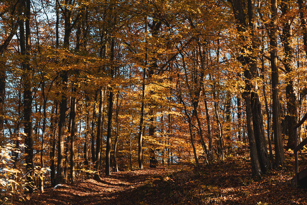 Fondo del bosque otoñal. Hermoso paisaje forestal de otoño. Escena matutina en el colorido bosque. Belleza de la naturaleza concepto fondo. - Foto, Imagen