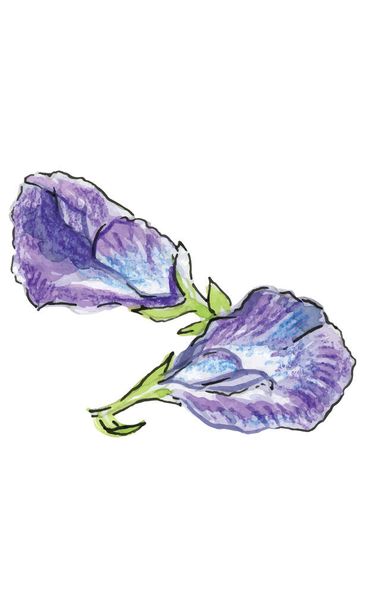 Watercolor illustration, two flowers of Butterfly pea flower, vector illustration - Vector, Image