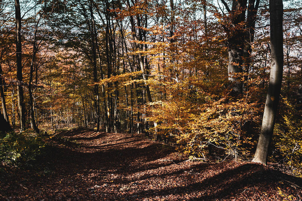 Fondo del bosque otoñal. Hermoso paisaje forestal de otoño. Escena matutina en el colorido bosque. Belleza de la naturaleza concepto fondo. - Foto, imagen