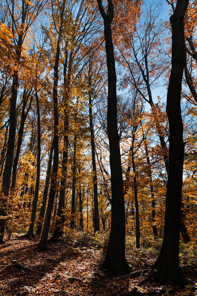 Осінній лісовий фон. Прекрасний осінній лісовий пейзаж. Ранкова сцена в барвистій лісовій місцевості. Краса природи концептуальний фон
. - Фото, зображення