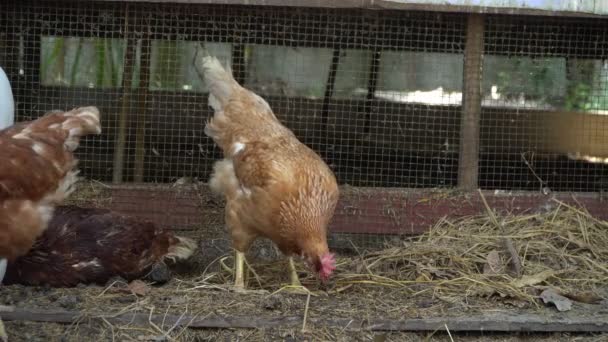 Gruppo di galline che mangiano cibo sul pavimento intorno al pollaio. Il concetto di agricoltura e allevamento biologico - Filmati, video
