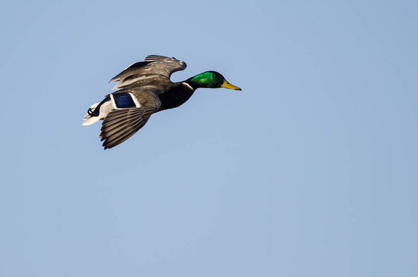 Утка-кряква, летящая в голубом небе - Фото, изображение