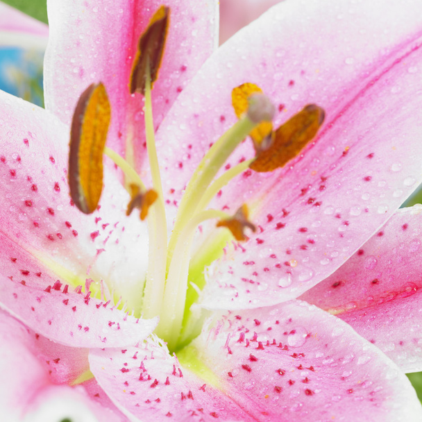 Detail of lily - Photo, Image