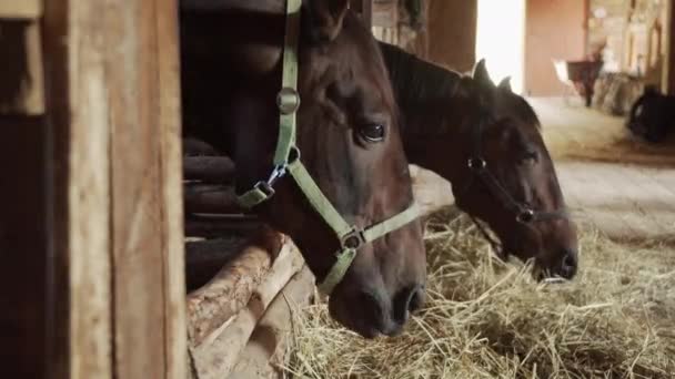 Twee prachtige volbloed zuring paarden eten hooi met hun hoofden prikken uit een stal in het dorp stal. - Video