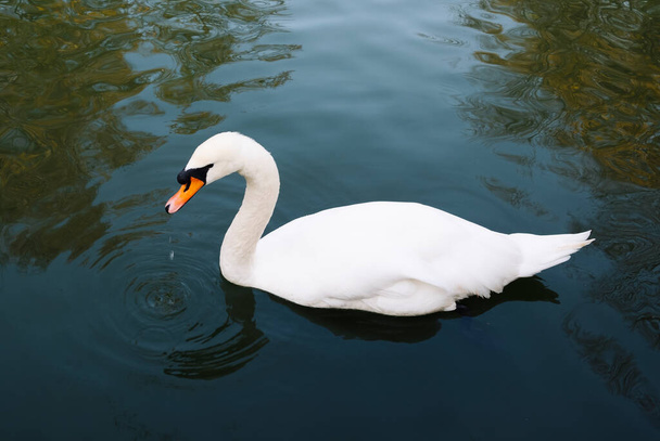 The white swan drinks water. Close-up. - Φωτογραφία, εικόνα