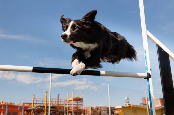 Perro border collie saltando en agility con cielo azul - Foto, afbeelding