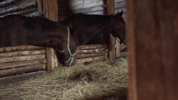 In an old wooden stall in a stable two thoroughbred mares eat hay on an autumn day with slow motion effect - Footage, Video