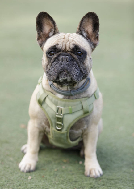 5-Years-Old Female Fawn Frenchie Sitting and Looking at Camera. Off-leash dog park in Northern California. - 写真・画像