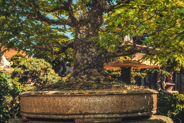 gyönyörű régi bonsai outdor. - Fotó, kép