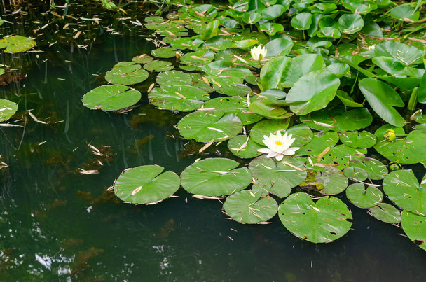 Κρίνοι νερού περιτριγυρισμένοι από καταπράσινα φύλλα σε μια λίμνη - Φωτογραφία, εικόνα