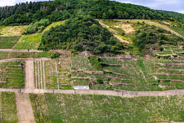 Zell, Γερμανία - 27 Ιουλίου 2020: γραφικοί αμπελώνες στην κοιλάδα Moselle κοντά στο Zell με τις περίφημες απότομες βεράντες ασβέστη και το εμπορικό σήμα του κρασιού στον τομέα. - Φωτογραφία, εικόνα