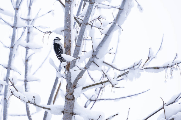 Pájaro carpintero hembra posado sobre una rama desnuda cubierta de nieve sobre fondo blanco - Foto, Imagen