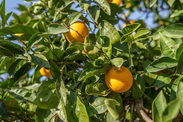 Detail of an orange tree with oranges on its branches on a sunny day. Island of Mallorca, Spain - Fotoğraf, Görsel
