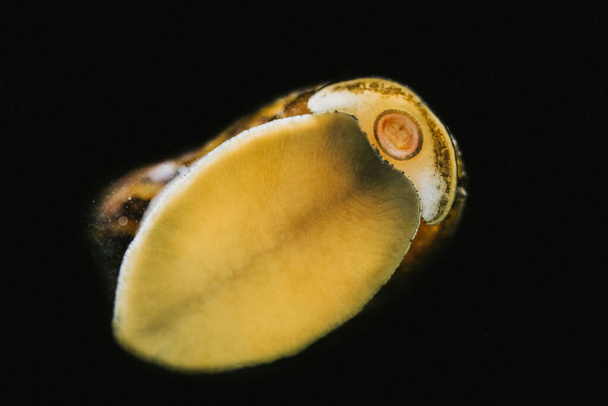 close-up aquarium slak op zwarte achtergrond. Hoge kwaliteit foto - Foto, afbeelding