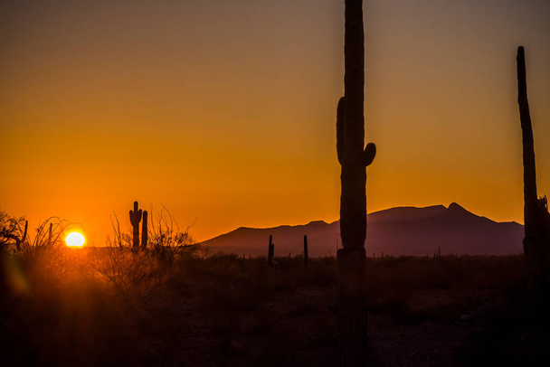 Захід сонця в пустелі з кактусом Сагуаро. - Фото, зображення