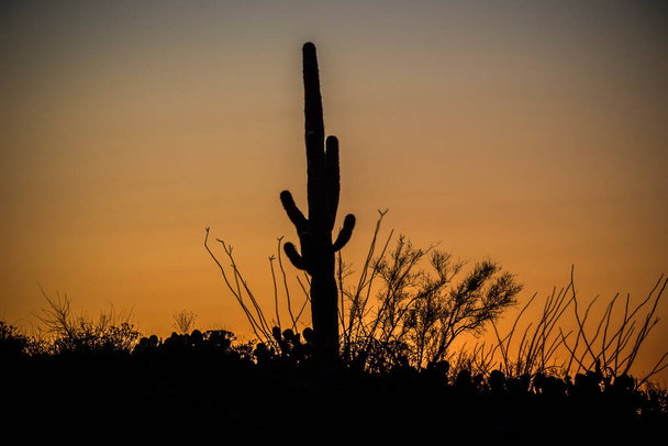 Закат в пустыне с Сагуаро Кактусом. - Фото, изображение