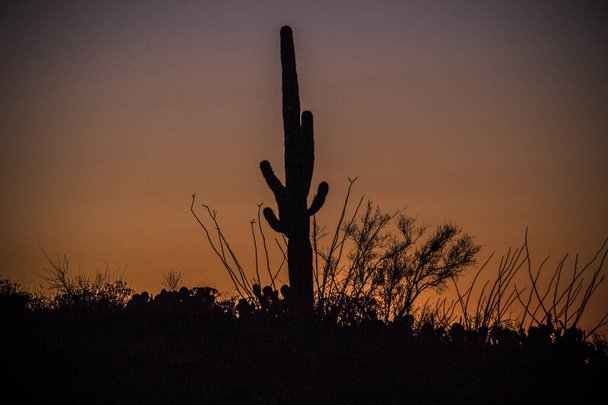 Sivatagi naplemente Saguaro Kaktusszal. - Fotó, kép