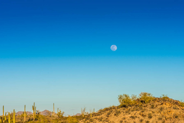 Saguaro kaktus varhain aamulla kuun - Valokuva, kuva
