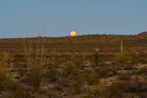 Кактус Сагуаро под луной ранним утром - Фото, изображение