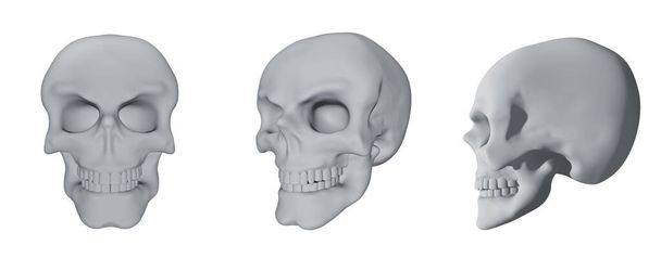 白い背景に隔離された人間の頭蓋骨のセット。プロフィール、顔全体、 3Dモデル。白い骨だ。イラスト. - 写真・画像