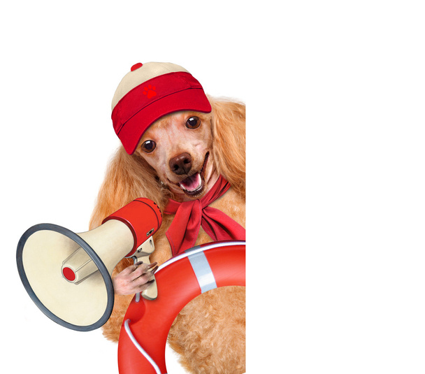 Dog with a megaphone. - Foto, Bild