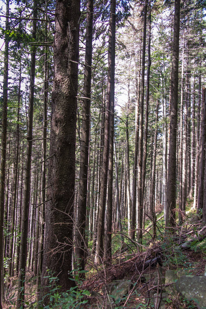 Hegyi erdő sok elhalt fákkal Romanka és Rysianka területén a Beskid Zywiecki hegységben Lengyelországban. - Fotó, kép