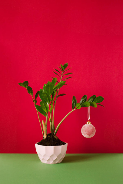 green houseplant on a red background decorated with a Christmas ball - Foto, Imagem