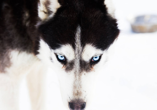 İri mavi buz rengi gözler Kış arkaplanı - Fotoğraf, Görsel