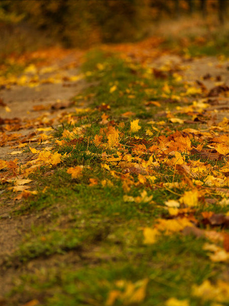 Az út az erdőbe ősszel Németországban - Fotó, kép