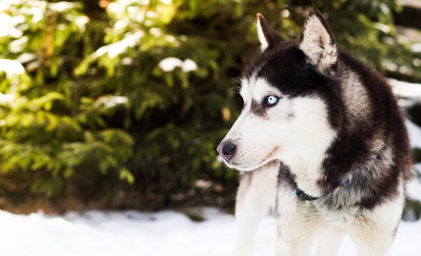 Husky blu ghiaccio occhi inverno sfondo - Foto, immagini
