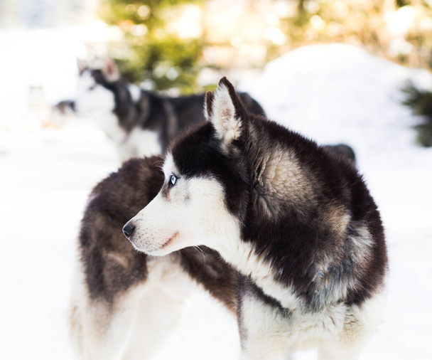 Husky blu ghiaccio occhi inverno sfondo - Foto, immagini