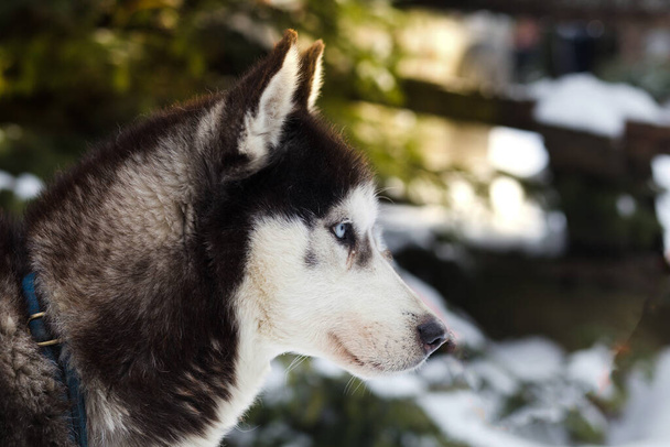Husky modrý led oči zimní pozadí - Fotografie, Obrázek
