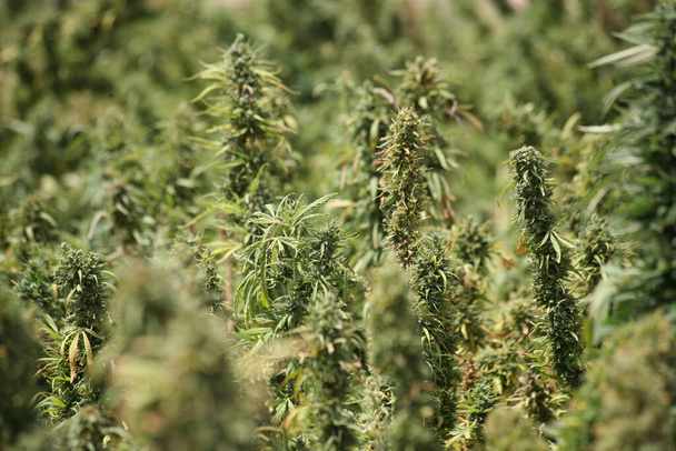 Folhas verdes de maconha medicinal, cannabis egípcia ou planta de ervas daninhas - Foto, Imagem