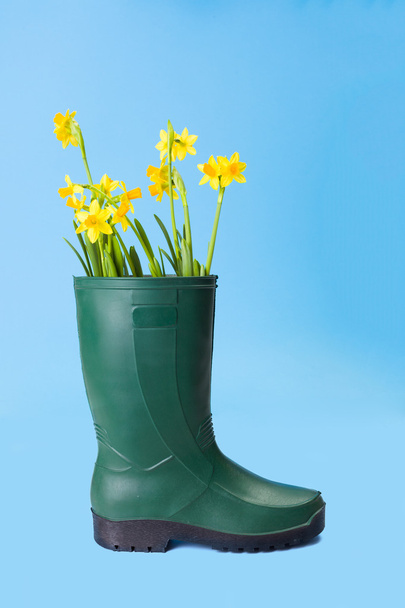 Yellow daffodils in gum boot - 写真・画像