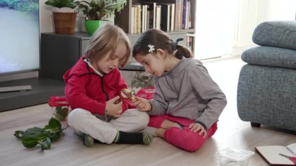 Happy kids handling stick insect or walking stick as pet at home. Little boy and girl having fun with small animal, learning and watching it. Hobby and lifestyle in domestic living room - Materiaali, video