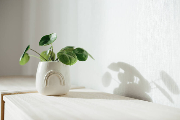 Pilea Peperomioides known as the Pilea or Chinese money plant in a ceramic flowerpot with rainbow on a chest of drawers white texture wall background. Green houseplant in the pot - Fotoğraf, Görsel