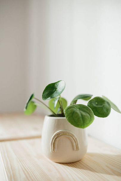 Pilea Peperomioides known as the Pilea or Chinese money plant in a ceramic flowerpot with rainbow on a chest of drawers white texture wall background. Green houseplant in the pot - Photo, Image