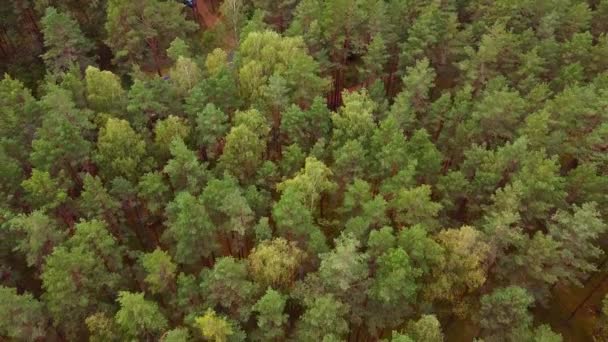 Madártávlatból kilátás a zöld fenyőerdőre. - Felvétel, videó