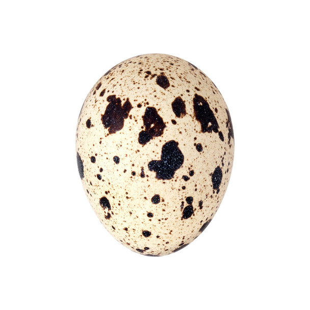 Uovo di quaglia variegato isolato su sfondo bianco. Elemento di design con percorso di ritaglio - Foto, immagini
