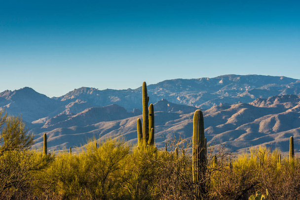 Saguaro cactus in Saguaro national park - Photo, Image