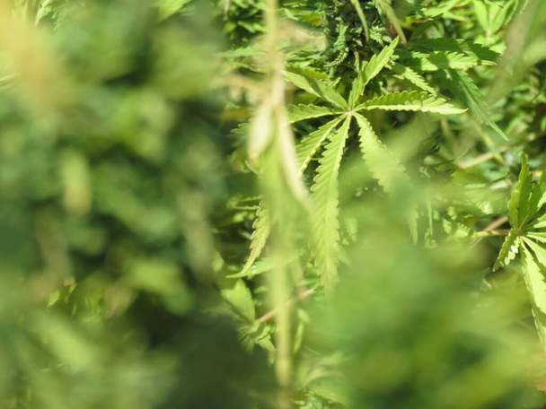 Grüne Blätter von medizinischem Marihuana, ägyptischem Cannabis oder Unkrautpflanze - Foto, Bild