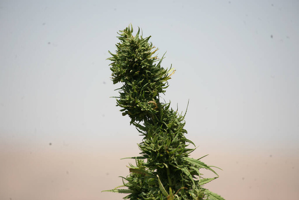 Зеленые листья медицинской марихуаны, египетского конопли или сорняков - Фото, изображение