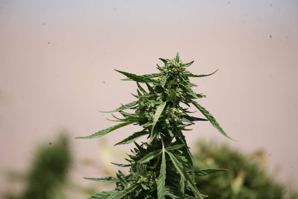Feuilles vertes de cannabis médical, de cannabis égyptien ou de mauvaises herbes - Photo, image