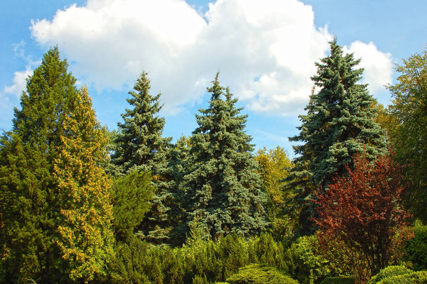 Blauwe dennenboom in openbaar zomerpark - Foto, afbeelding
