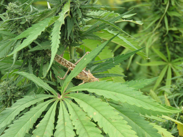 Πράσινα φύλλα ιατρικής μαριχουάνας, αιγυπτιακής κάνναβης ή ζιζανίων - Φωτογραφία, εικόνα