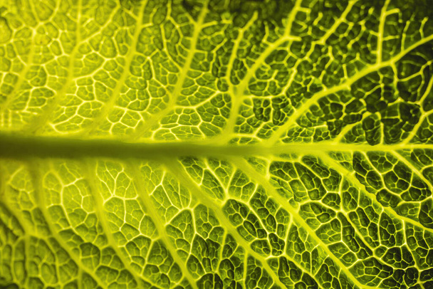 Cabbage leaf from top view - Foto, Imagen