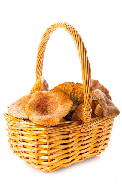 Basket with saffron milk caps or red pine mushrroms isolated on a white background - Zdjęcie, obraz